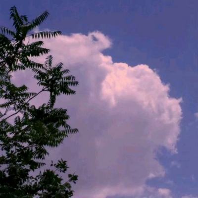 梦幻天竺果盘手游下载